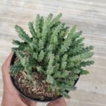 Kaktus Huernia Keniensis
