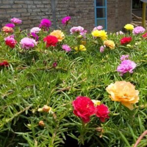 Krokot Mix (Portulaca)