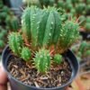 Euphorbia Aggregata Cluster (Kaktus Zombie) - Gambar 2