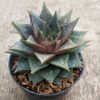 Sukulen Echeveria Purpusorum - Gambar 3
