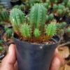 Euphorbia Aggregata Cluster (Kaktus Zombie) - Gambar 3