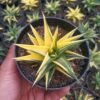 Haworthia Limifolia Variegata Yellow - Gambar 2