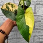 Syngonium Yellow Variegata