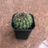Kaktus Melocactus - Gambar 4