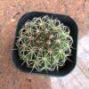 Kaktus Melocactus - Gambar 2