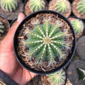 Kaktus Parodia Magnifica (Kaktus Balon)