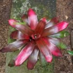 Bromelia Red Grass