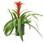 Bromelia Merah