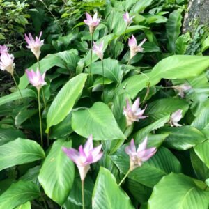 Goepertia Loeseneri (Calathe Bintang Brasil)