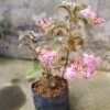 Centradenia 'Cascade Pink' - Gambar 2