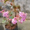 Centradenia 'Cascade Pink' - Gambar 3
