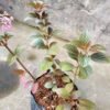 Centradenia 'Cascade Pink' - Gambar 4