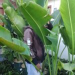 Pisang Kipas 1,5 Meter
