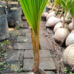 Kelapa Wulung