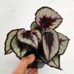 Begonia Rex