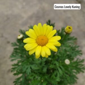 Cosmos Lovely Kuning