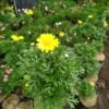 Cosmos Lovely Kuning - Gambar 3