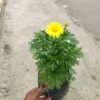 Cosmos Lovely Kuning - Gambar 2