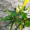 Puring Cakwe Kuning - Gambar 2
