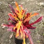 Puring Jet Orange