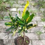 Puring Cakwe Kuning