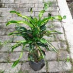 Puring Bor Hijau