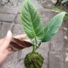 Philodendron Subhastatum - Gambar 2
