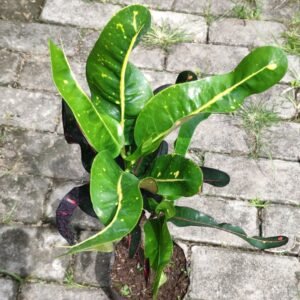 Puring Cakwe Hijau