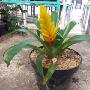 Bromelia Kuning