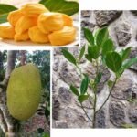 Nangka Madu J33 / Tekam Yellow