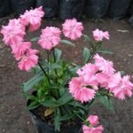 Dianthus Mini Pink
