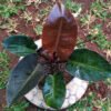 Philodendron Black Cardinal - Gambar 2
