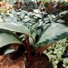 Calathea Dark Star - Gambar 2