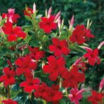 Mandevilla Merah