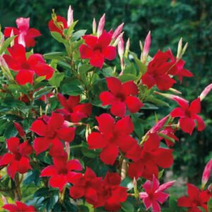 Mandevilla Merah