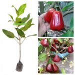 Jambu Air Kesuma Merah