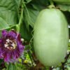 Giant Markisa (Markisa Besar) - Gambar 2