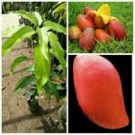 Mangga Yuwen
