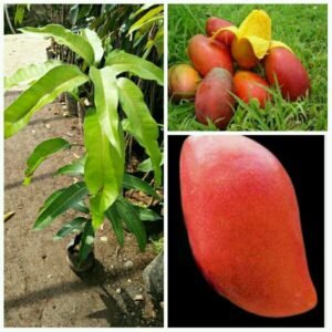 Mangga Yuwen