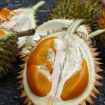 Durian Tembaga