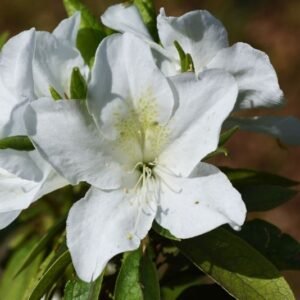 Paket Azalea 3 Pcs