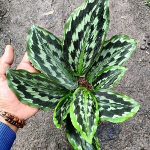 Kaempferia Elegans