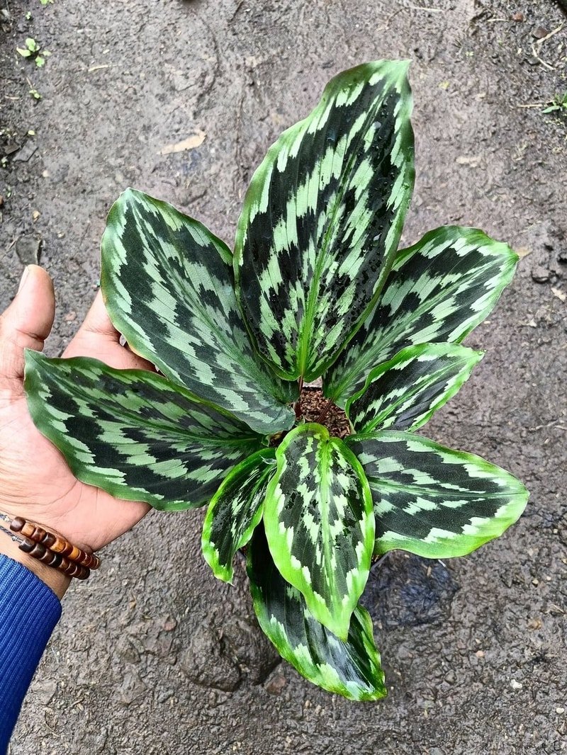Kaempferia Elegans