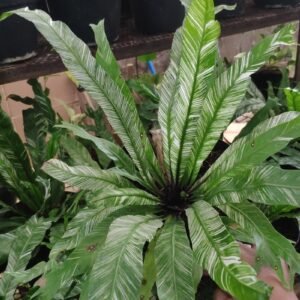 Kadaka Variegata