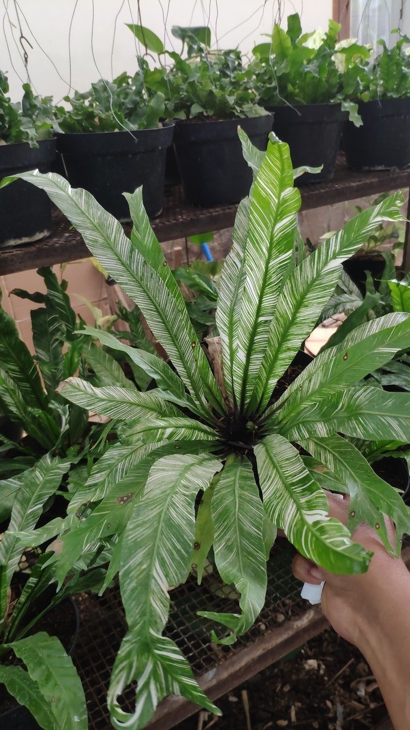 Kadaka Variegata