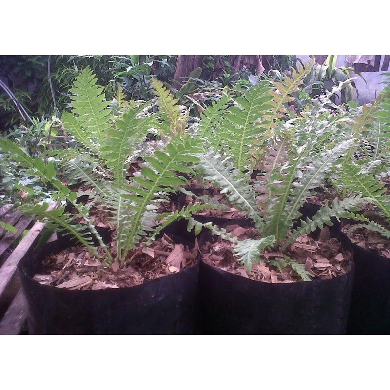 Pakis Blechnum