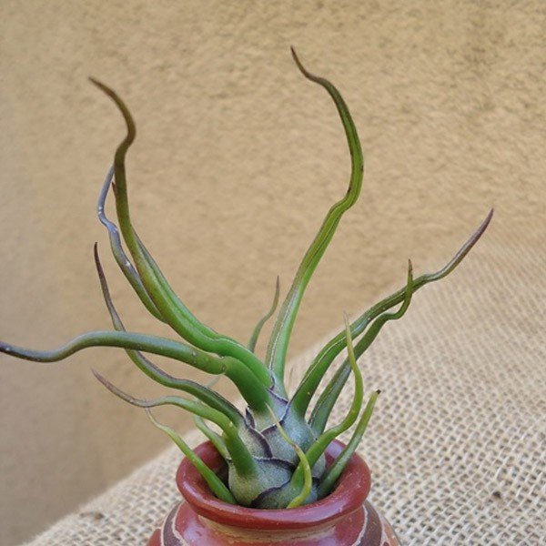 Tillandsia Bulbosa