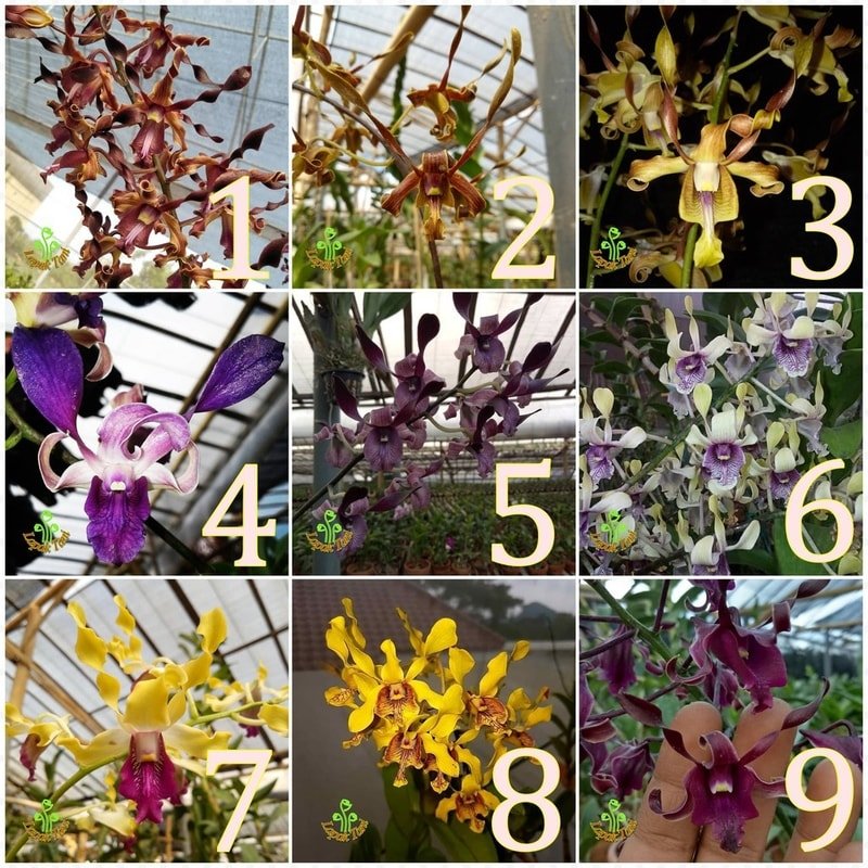 Seedling Anggrek Dendrobium Bunga melintir - keriting Hybrid