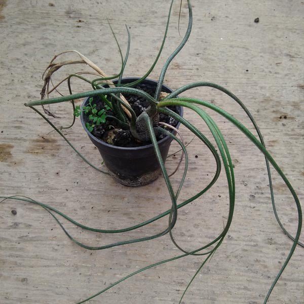 Tillandsia Butzii
