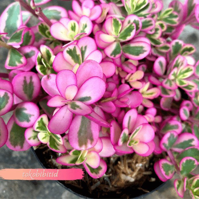 Portulaca Pink Variegata